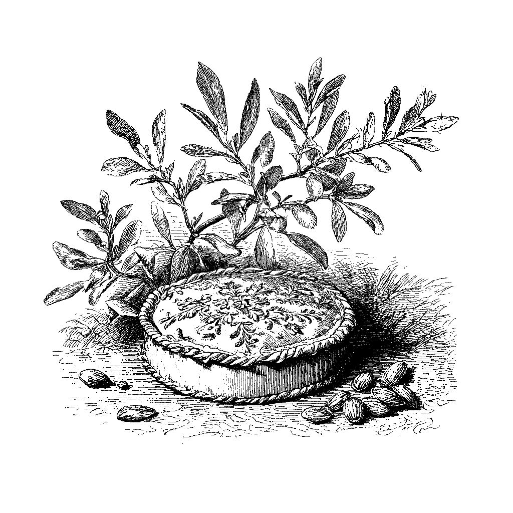 Illustration d’une galette des rois