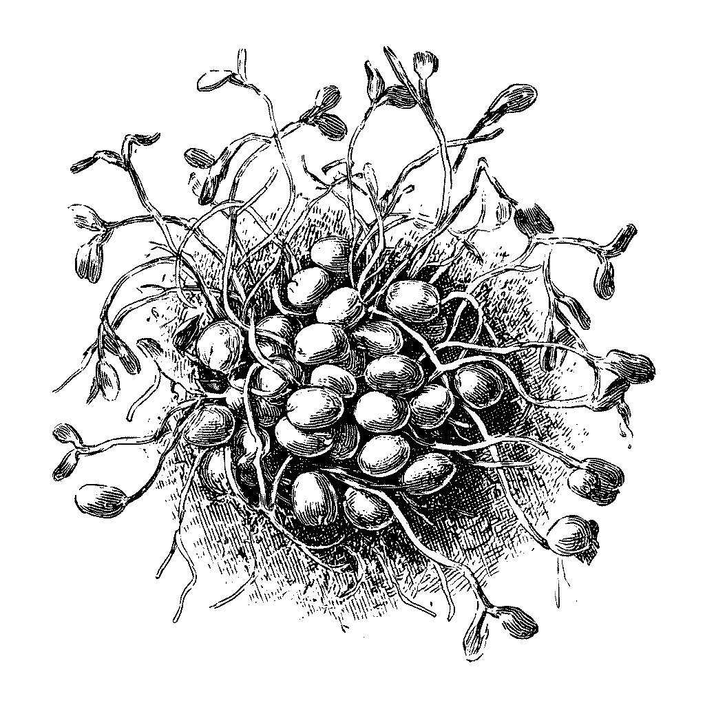 Illustration de lentilles en cours de germination