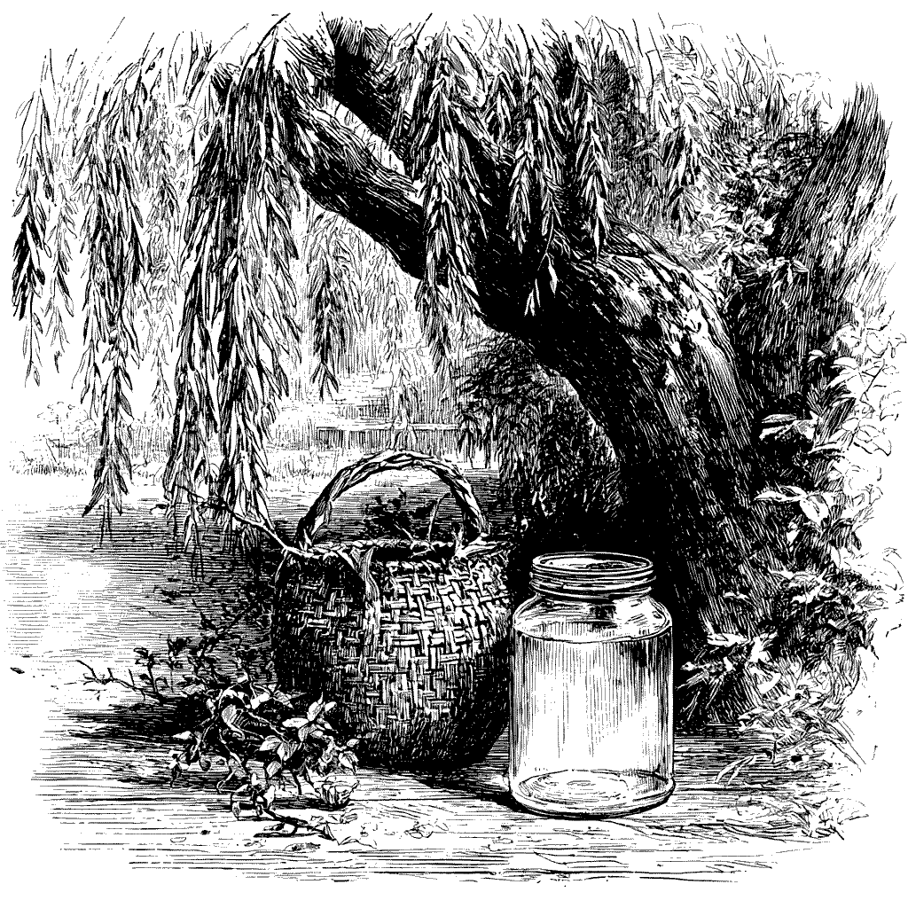 Illustration de boutures à l'eau de saule