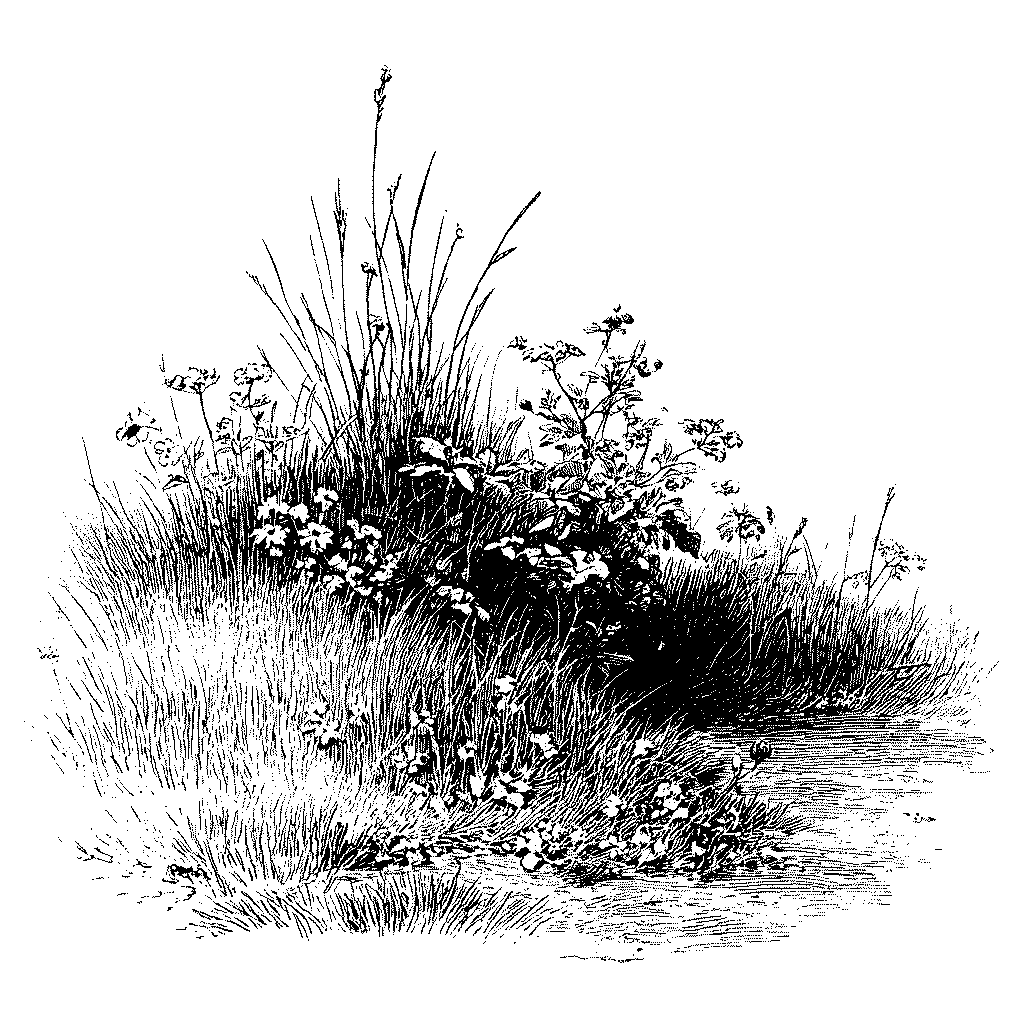 Alterner zones tondues et zones laissées hautes permet aux fleurs de pousser et aux pollinisateurs de s’installer durablement.