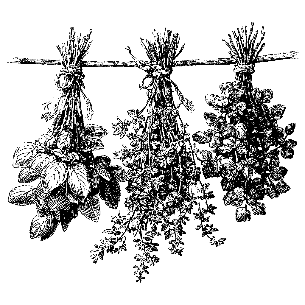 Faire sécher en petits bouquets, à l’ombre et au sec, 5 à 10 jours entre 20 et 30°C avant stockage.