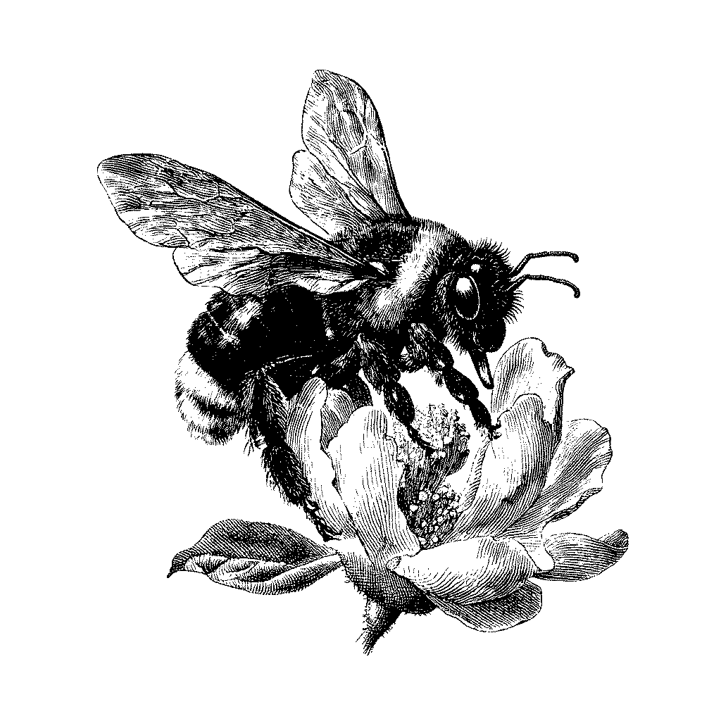 Illustration d’une abeille sur une fleur