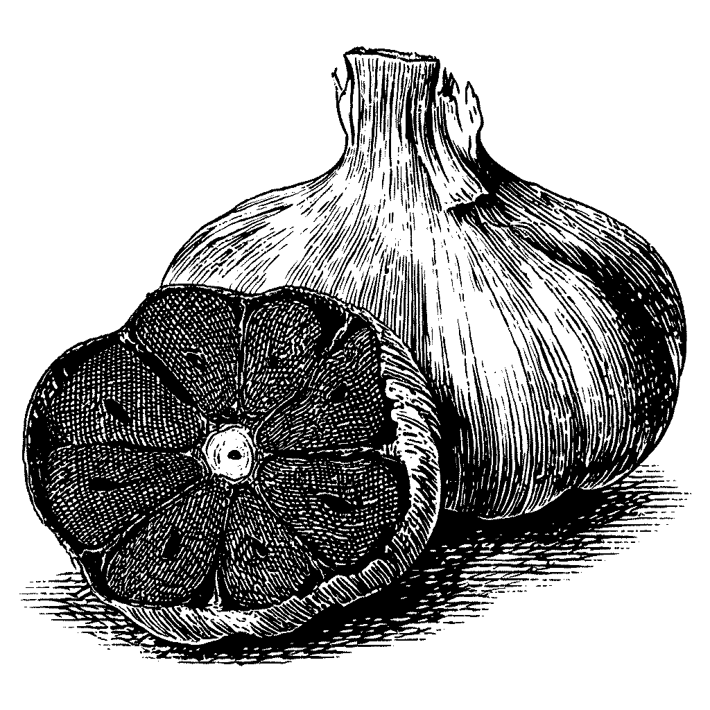 Illustration d’un bulbe d’ail noir coupé en deux