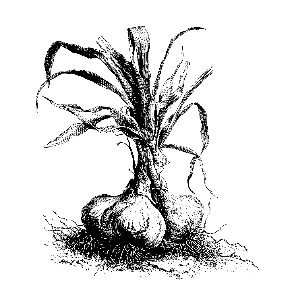 Illustration botanique d’un plant d’ail avec bulbes et tiges