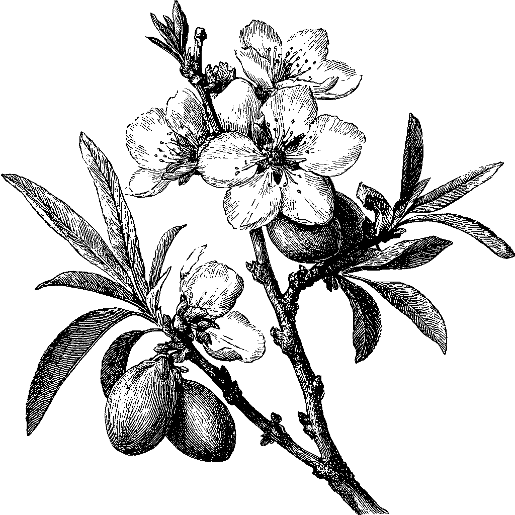 Illustration botanique d’une branche d’amandier