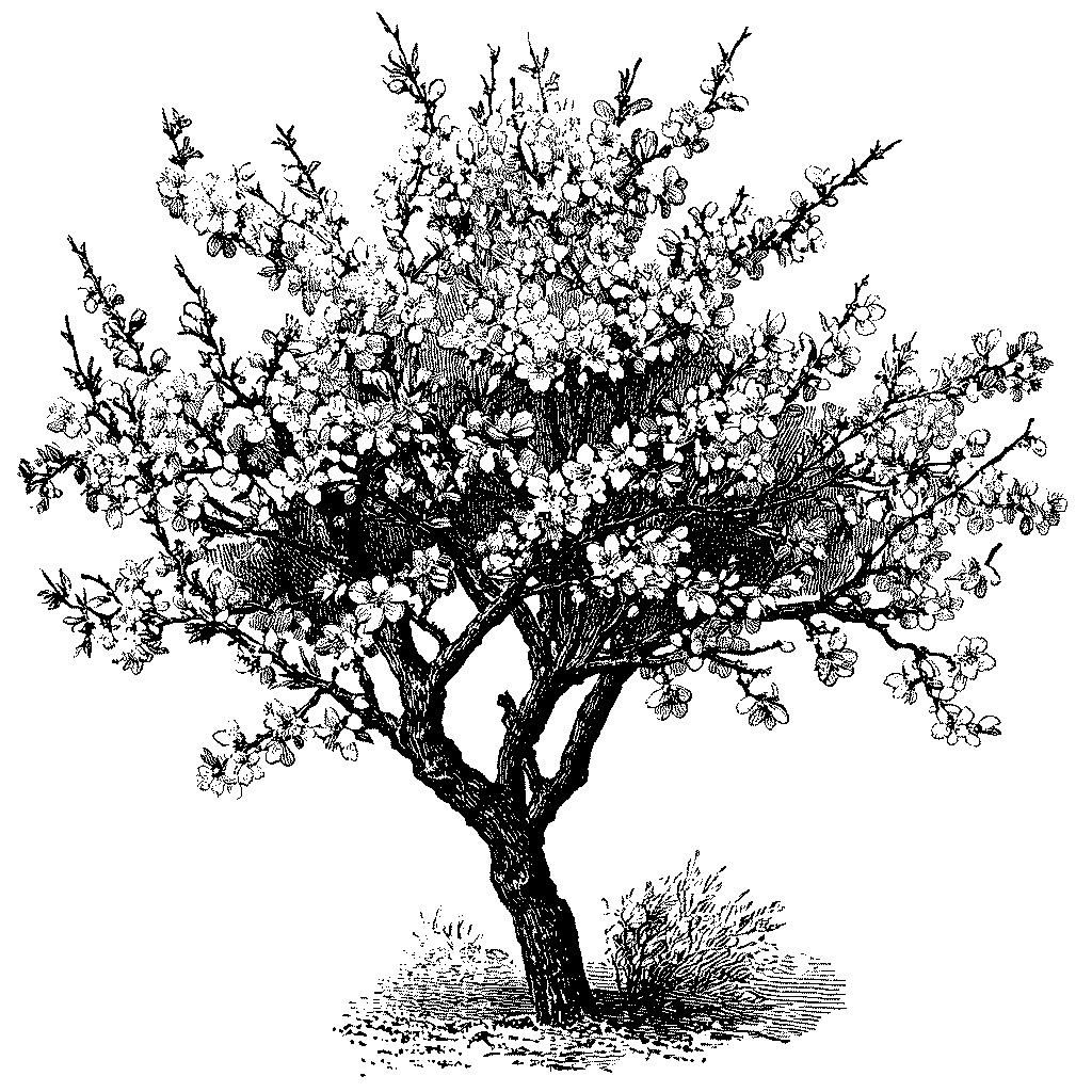 Illustration d'un amandier en fleurs