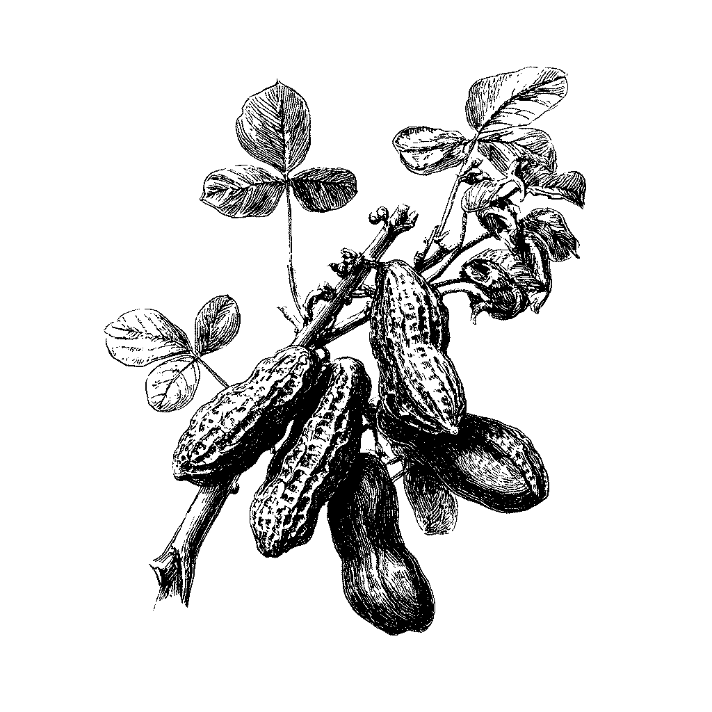 Illustration d’un plant d’arachide avec gousses souterraines