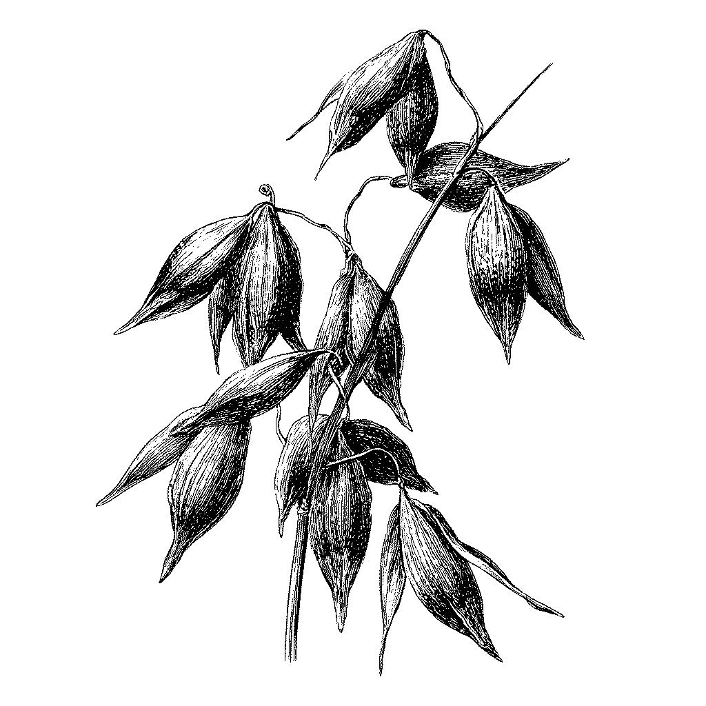 Illustration d’un plant d’avoine
