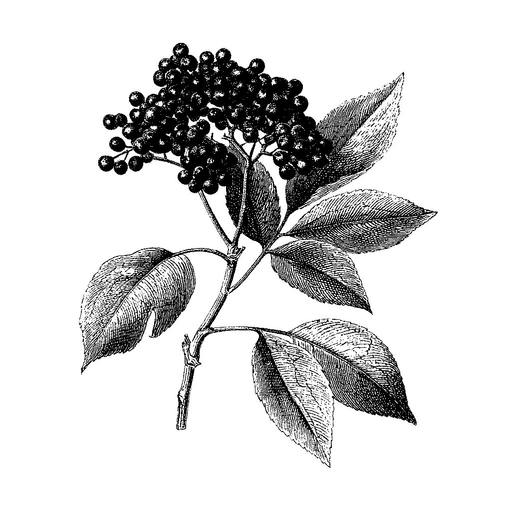 Illustration d’une grappe de baies de sureau mûres