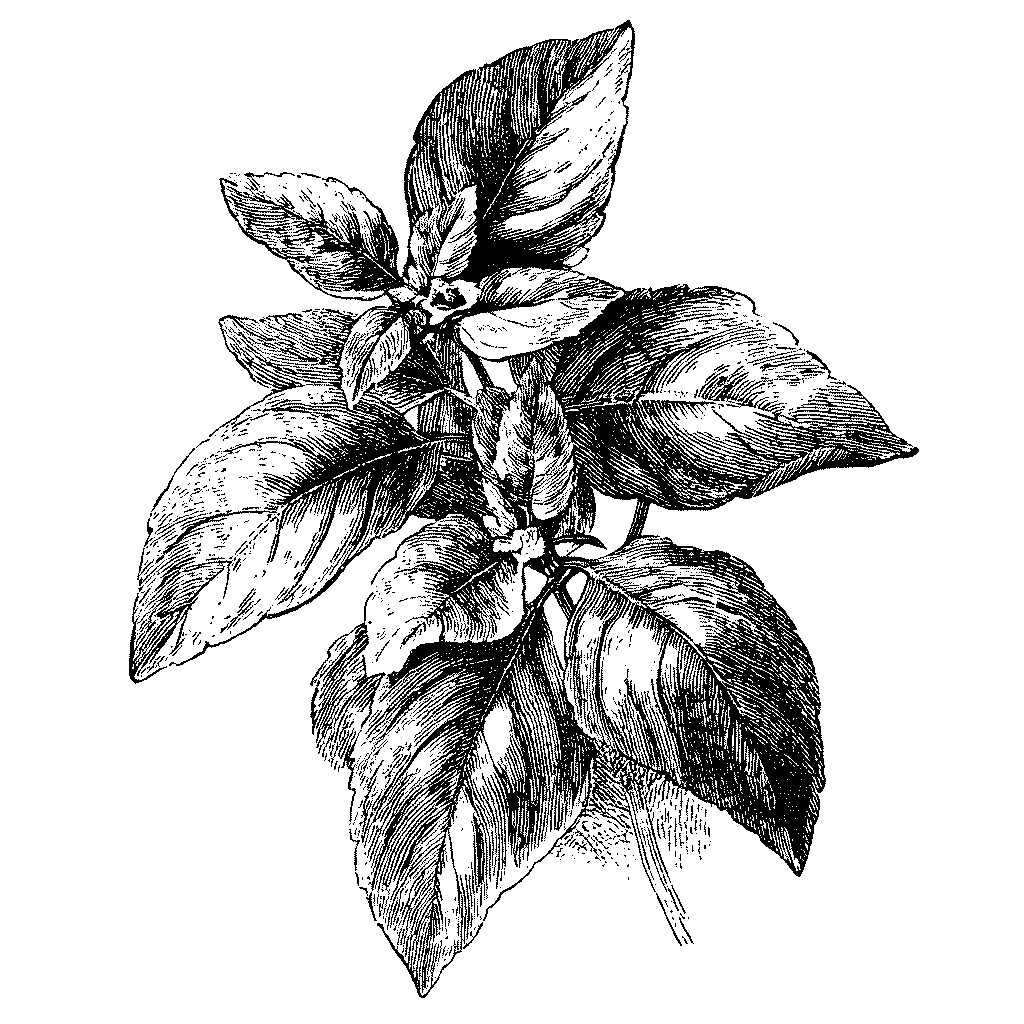 Illustration de feuilles de basilic fraîche