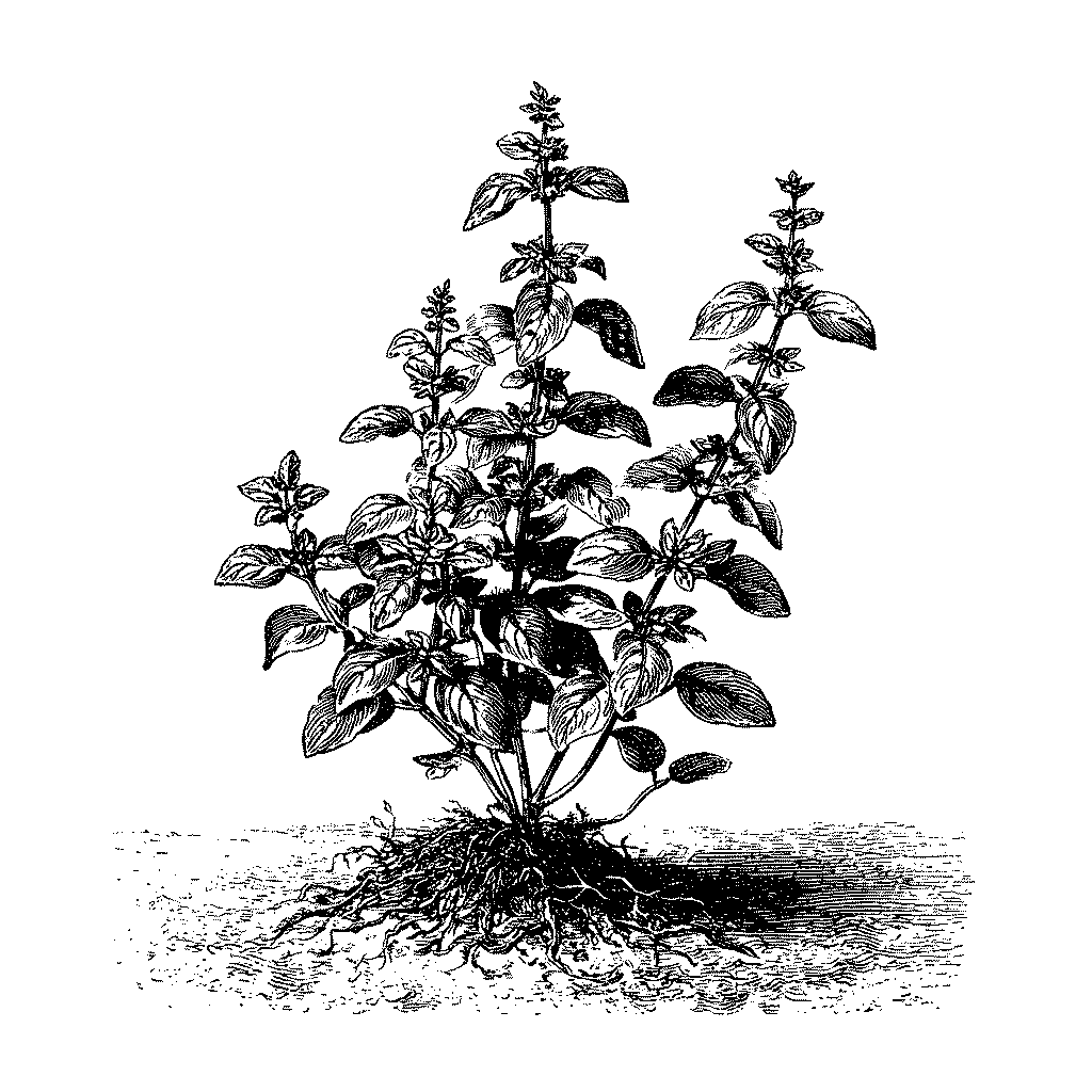 Illustration botanique d’un plant de basilic