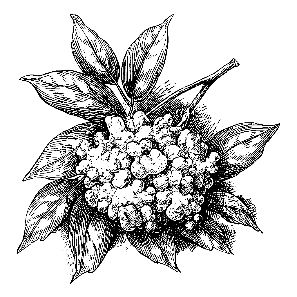 Illustration de beignet dorés de fleurs de sureau