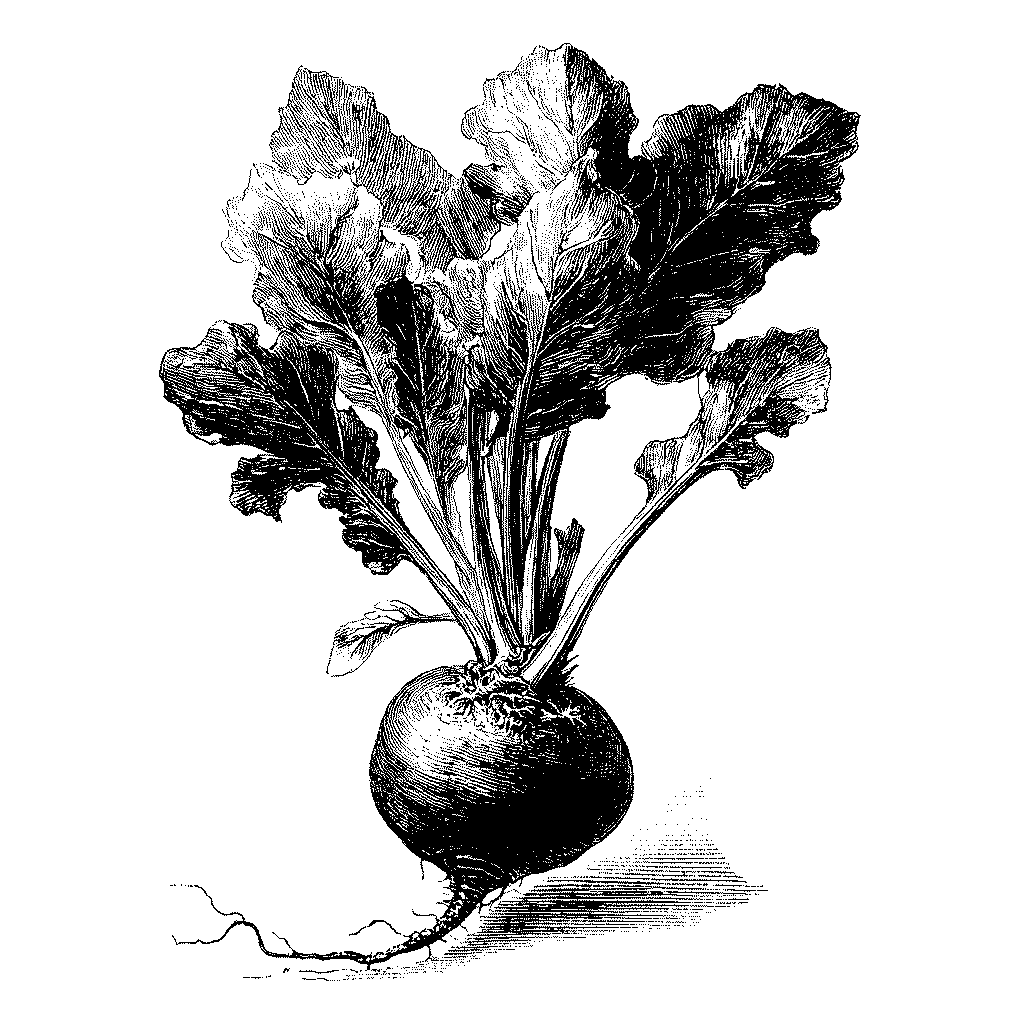 Illustration botanique d’une betterave potagère