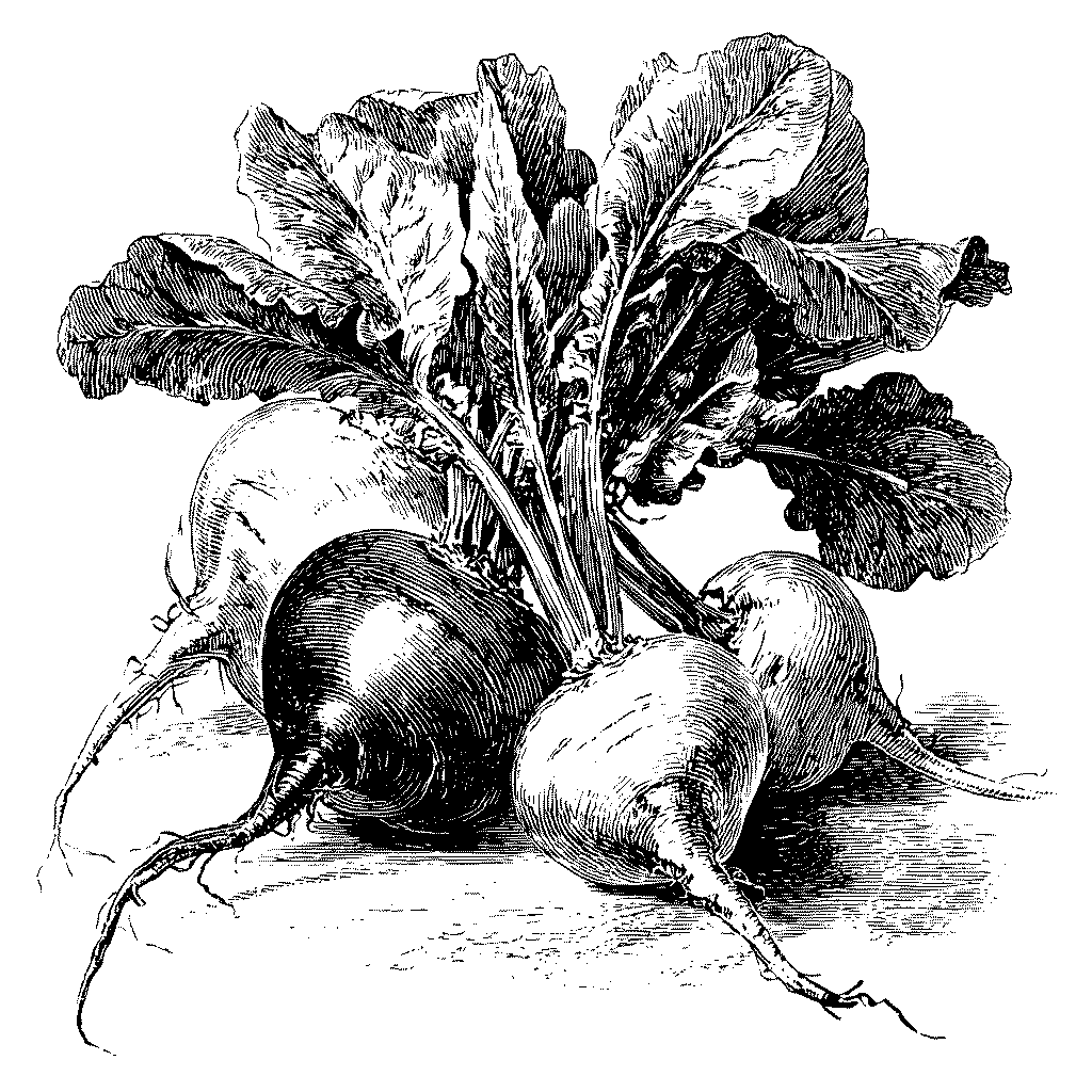 Illustration de différentes betteraves fraîchement récoltées