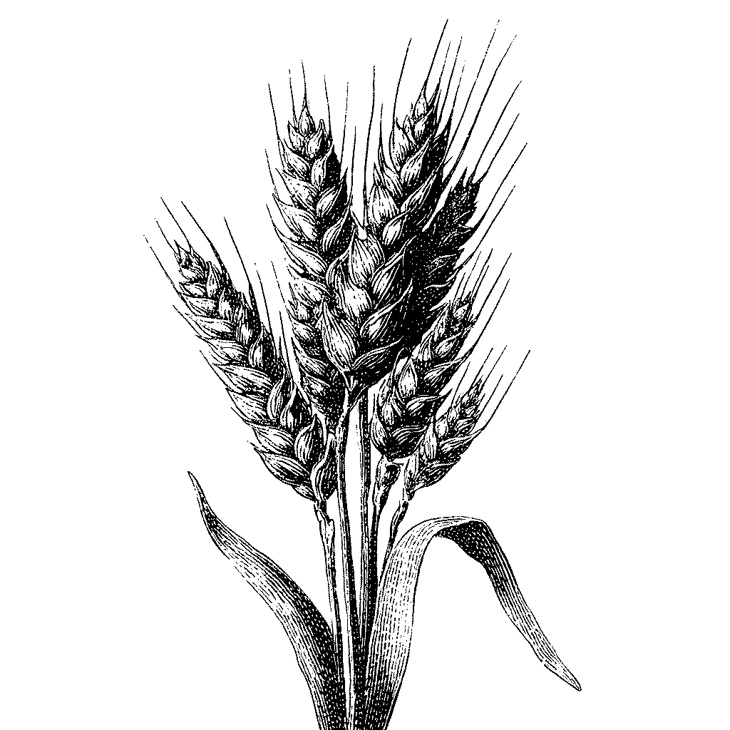 Illustration d’un épi de blé mûr