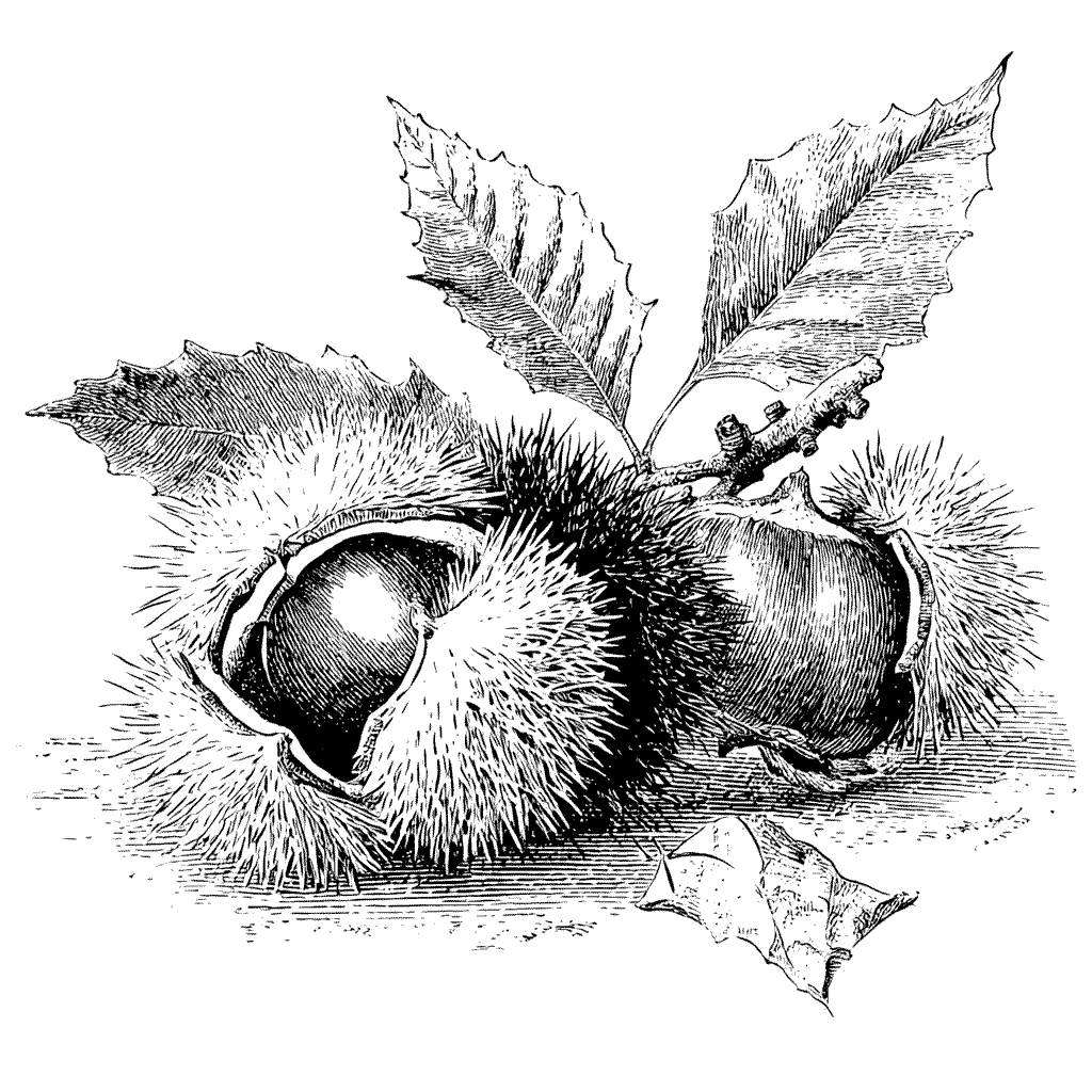 Illustration du fruit du châtaignier