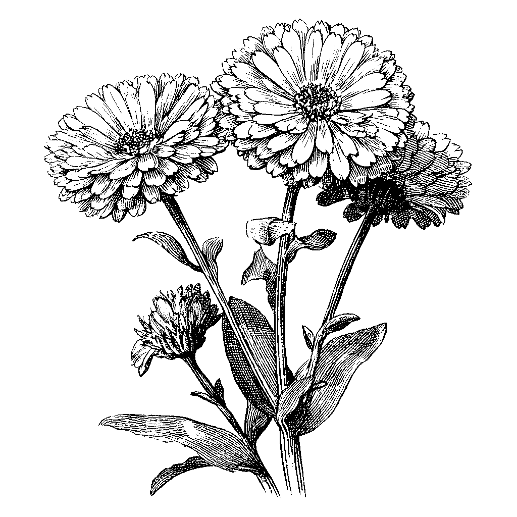 Illustration de fleurs de souci officinal