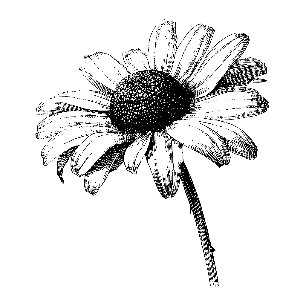 Illustration d'une fleur de camomille