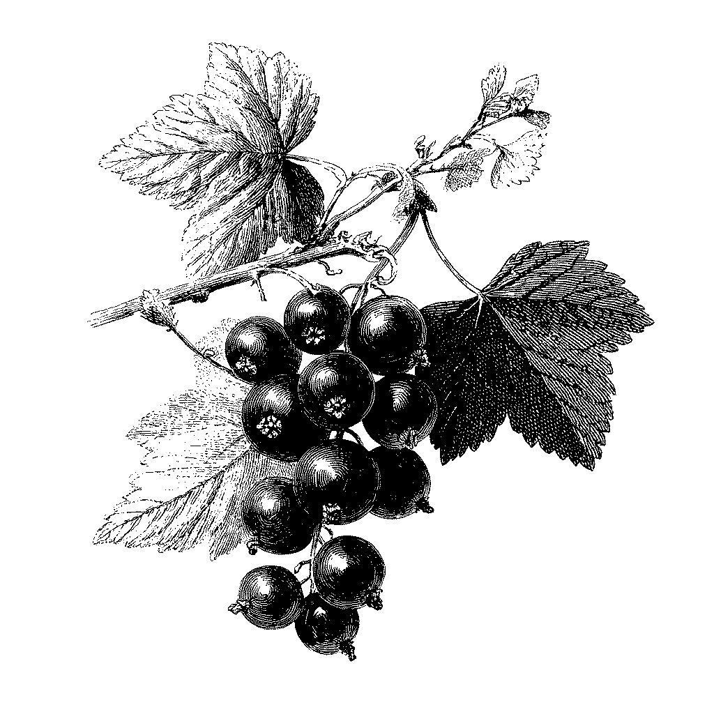 Illustration de grappes de cassis mûrs
