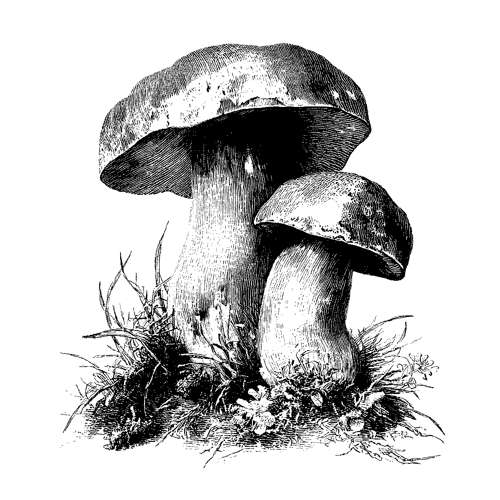 Illustration d'un cèpe de Bordeaux