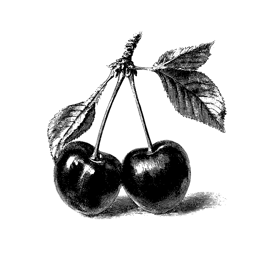 Illustration de deux cerises