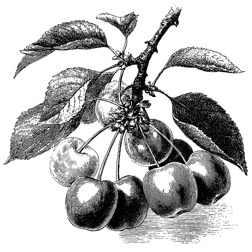 Illustration botanique d'une branche de cerisier