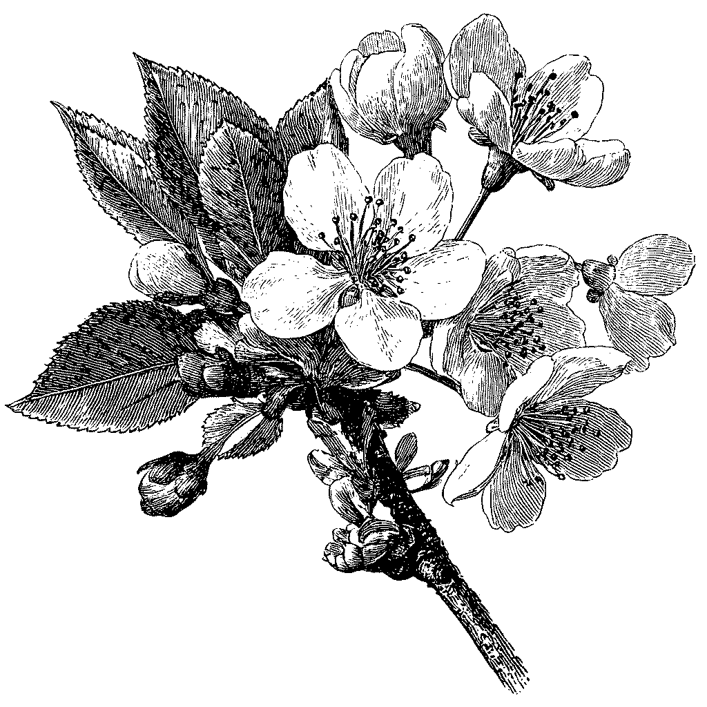 Illustration botanique de fleurs de cerisier