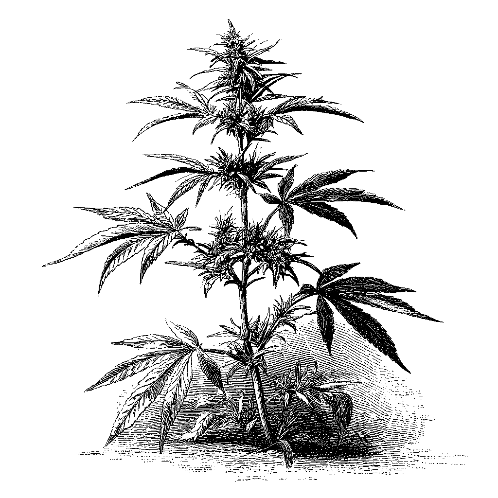 Illustration d’un plant de chanvre alimentaire en graines