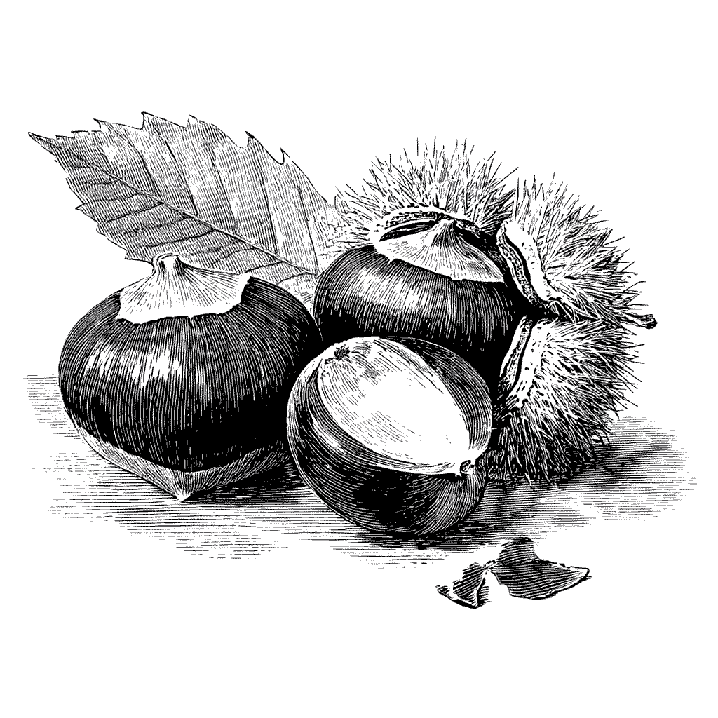 Illustration du fruit du châtaignier