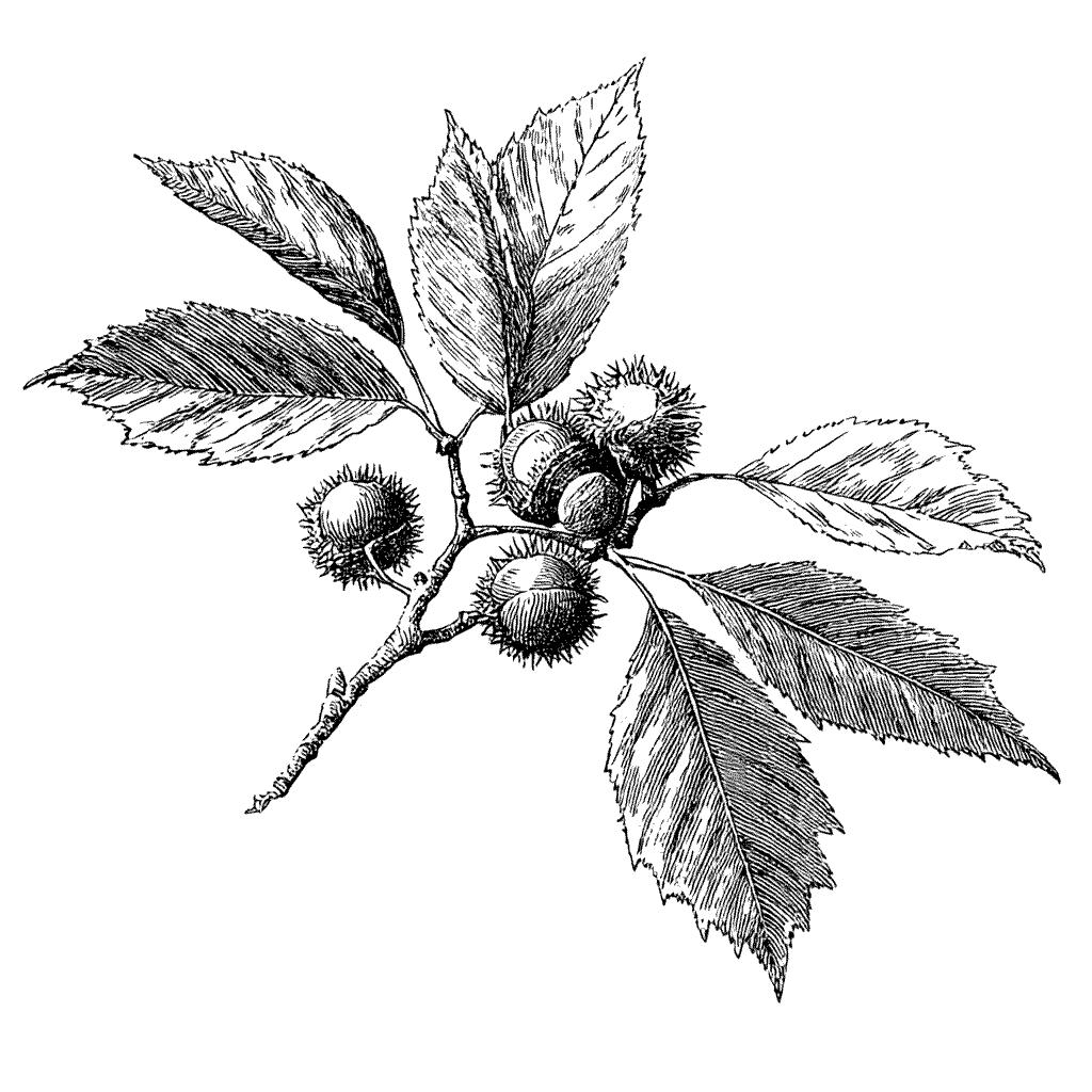 Illustration botanique d'une branche de châtaignier