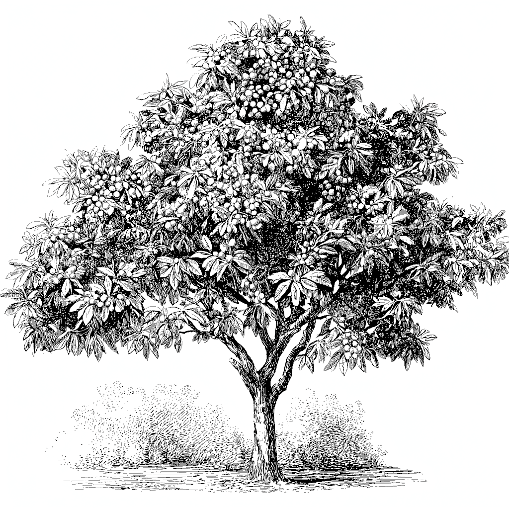 Illustration botanique d'un châtaignier