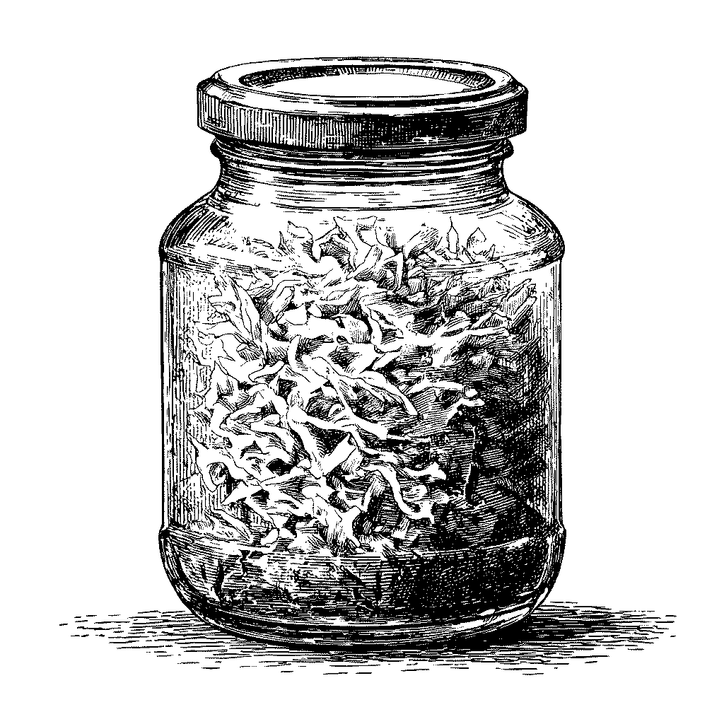 Chou blanc lacto-fermenté