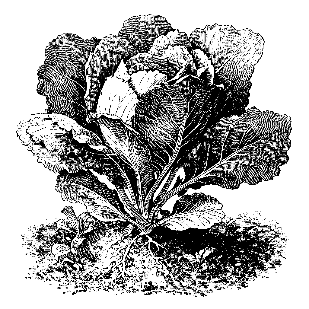 Illustration botanique d’un plant de chou blanc