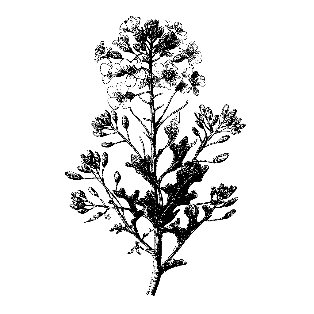 Illustration d’un plant de colza en fleur
