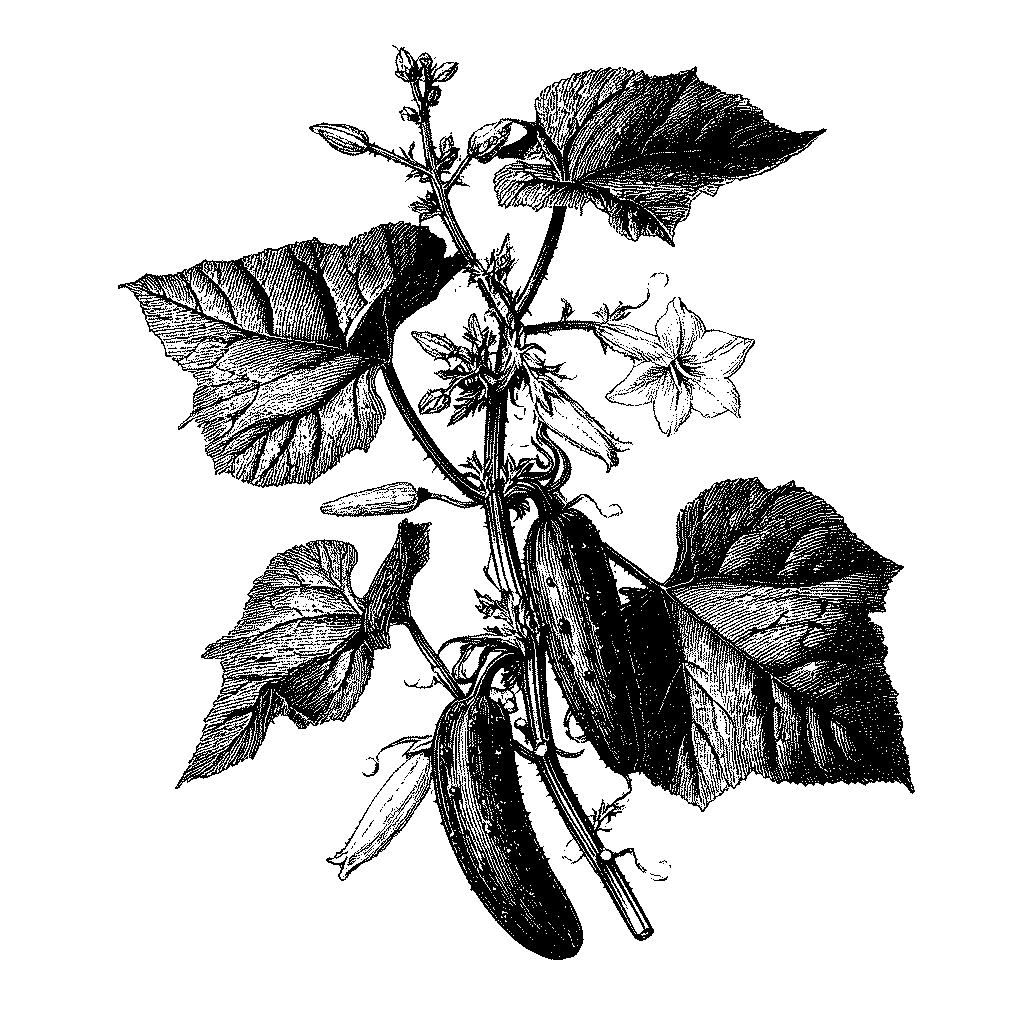 Illustration botanique d’un plant de concombre