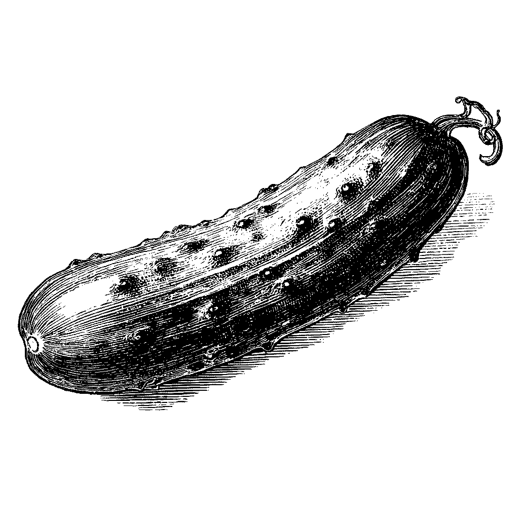Illustration d'un concombre