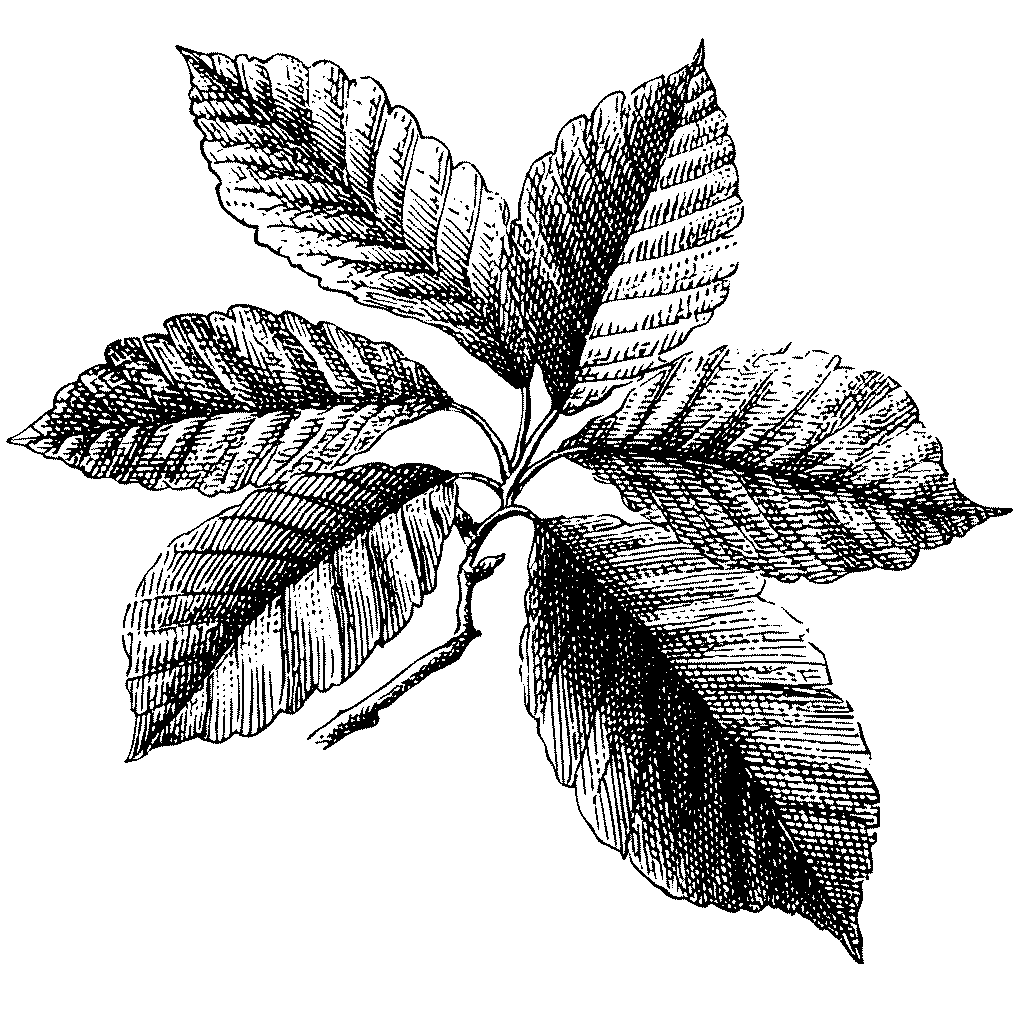 Illustration de feuilles de châtaignier