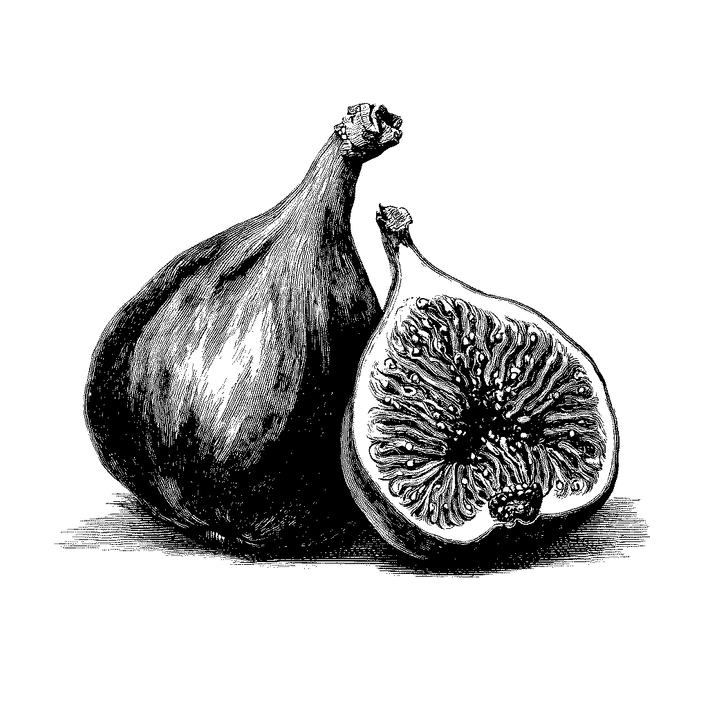 Illustration de figues mûres