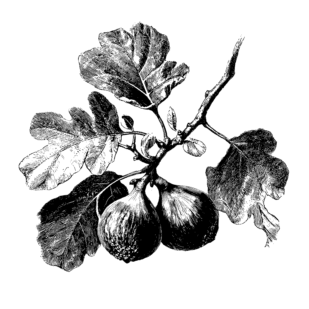 Illustration botanique d'une branche de figuier