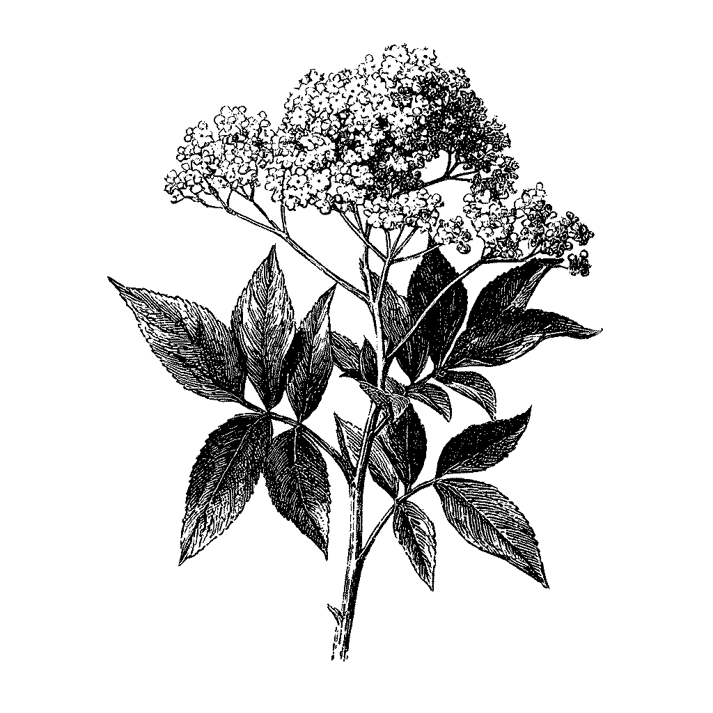 Illustration d’une ombelle de fleurs de sureau