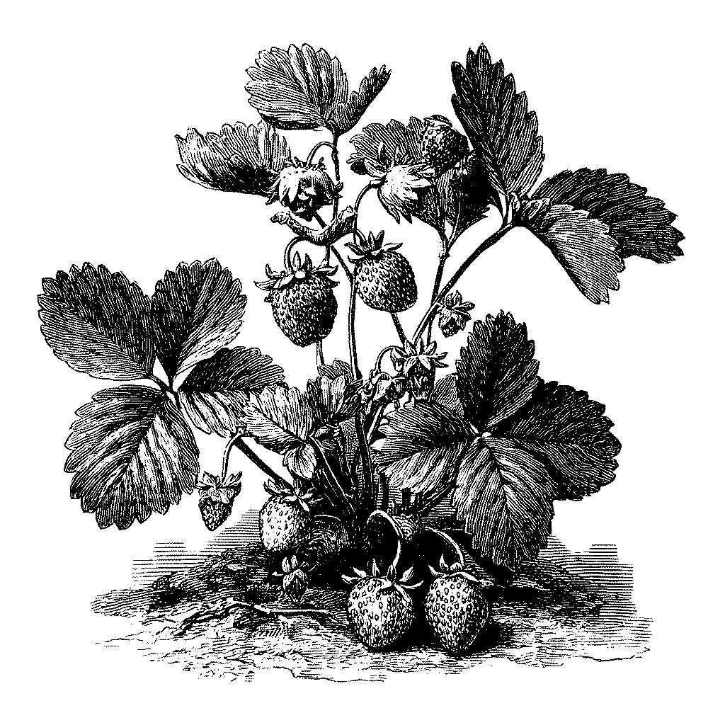 Illustration botanique d’un fraisier avec fruits mûrs