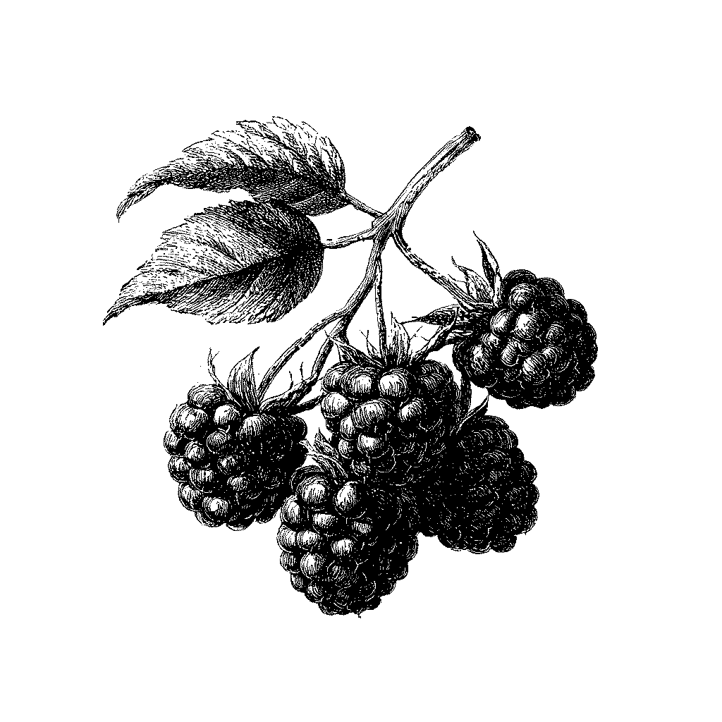 Illustration de framboises mûres