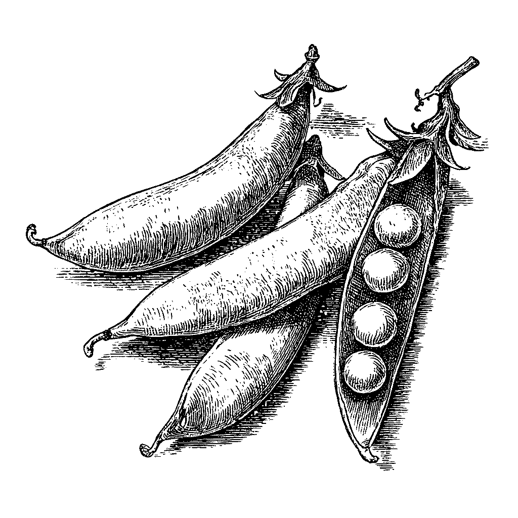 Illustration de graines de petit pois dans leur gousse