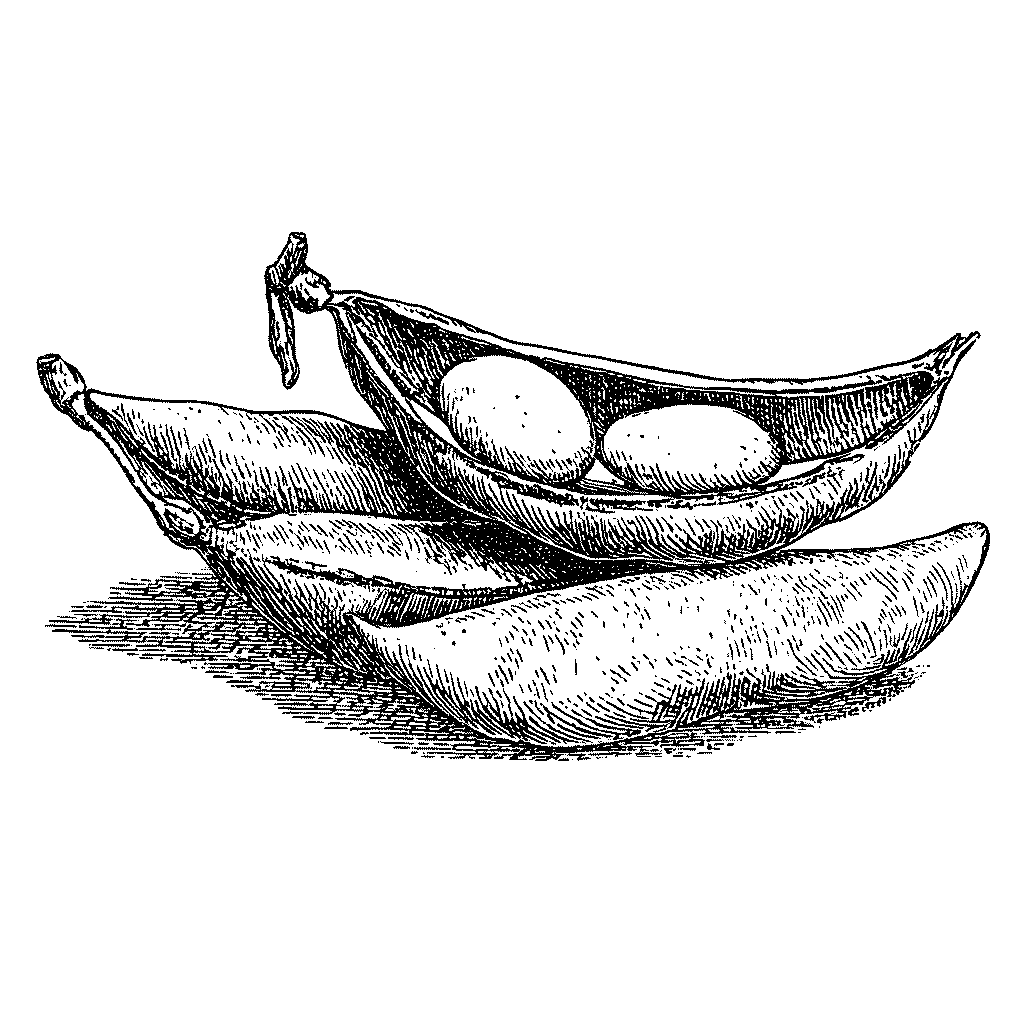 Illustration de graines de soja dans leur gousse