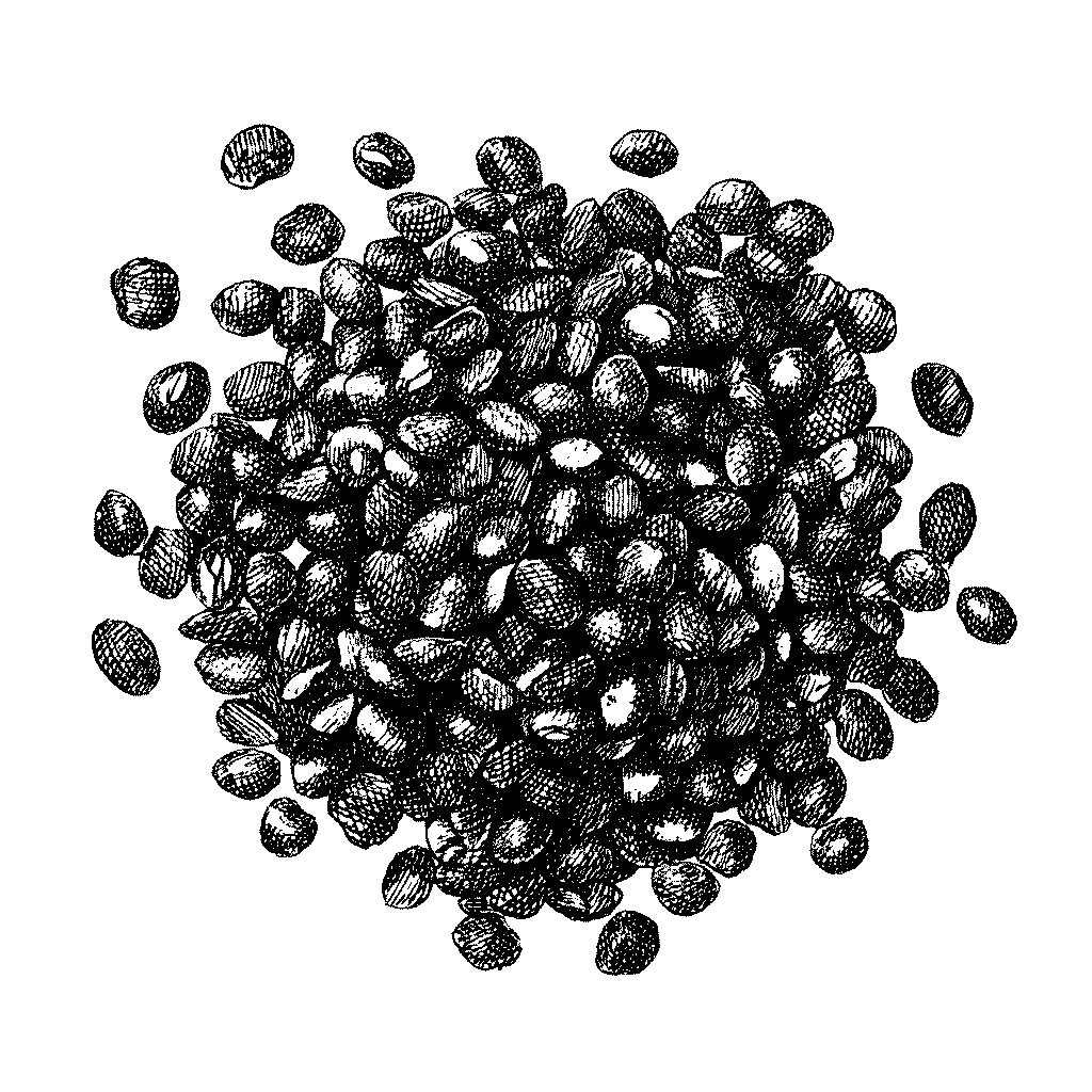 Illustration de graines de sésame légèrement grillées