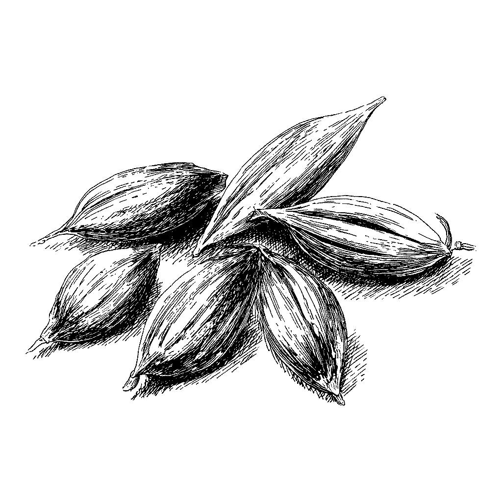 Illustration de grains d’avoine