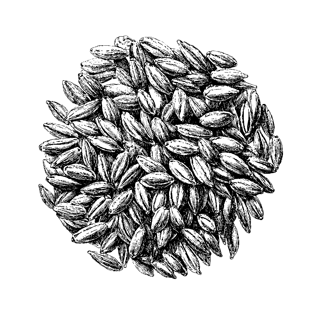 Illustration de grains de seigle