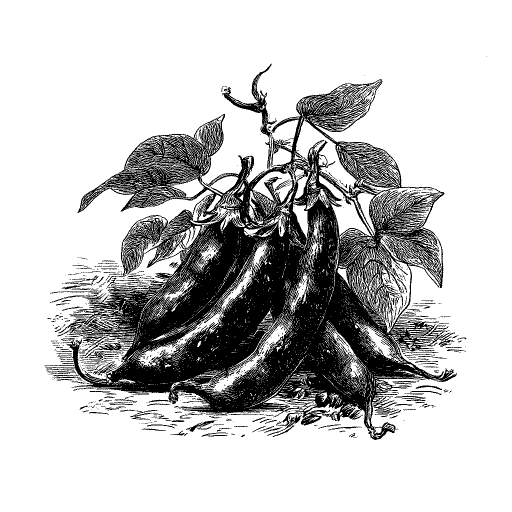 Illustration de gousses de haricot