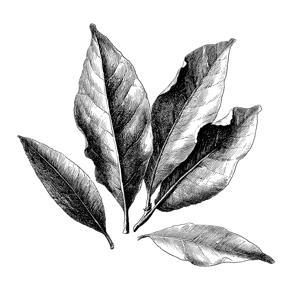 Illustration de feuilles de laurier-sauce