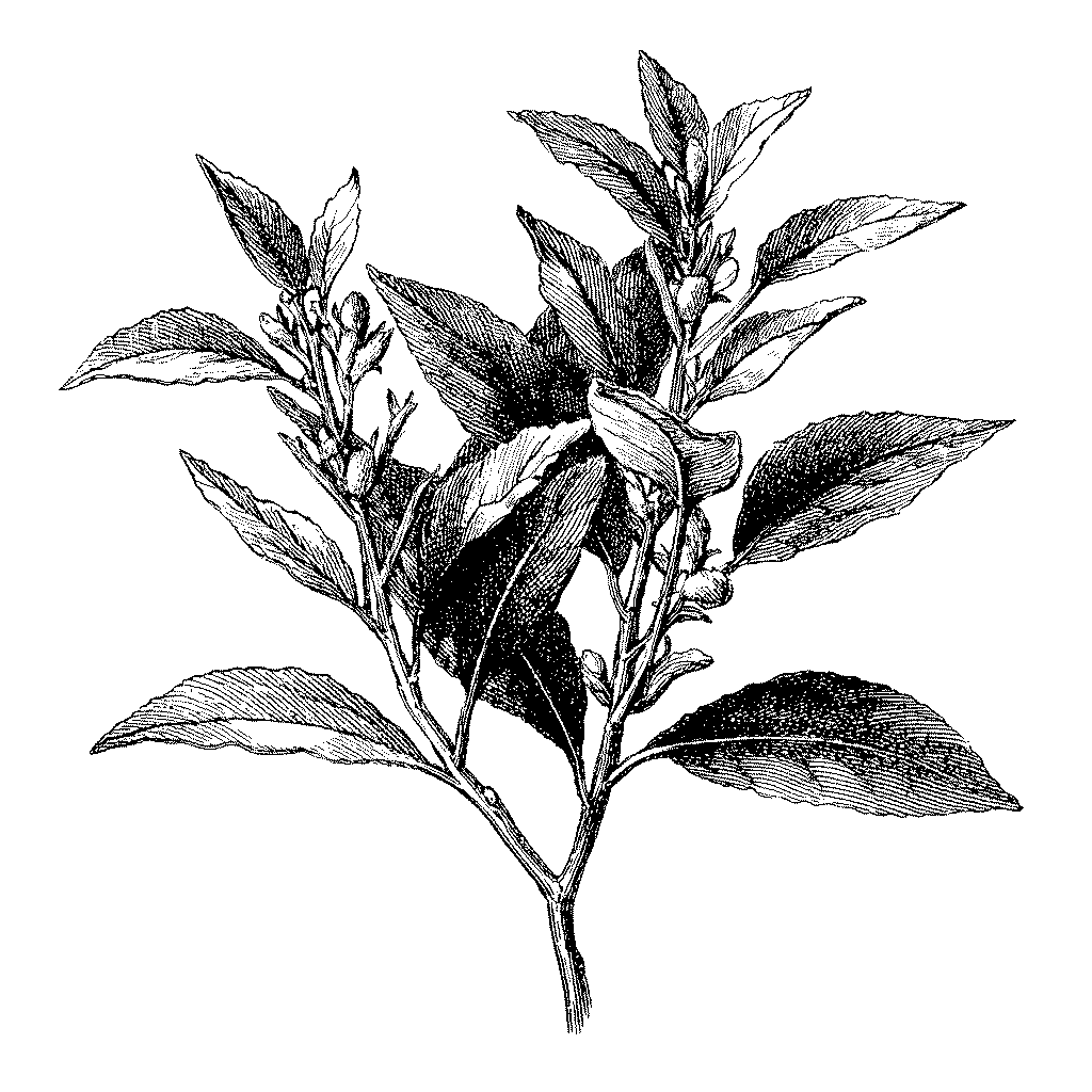 Ajoutez 2 feuilles de laurier à une eau frémissante et laissez infuser 5 à 10 minutes